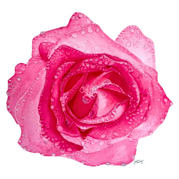 Pink Wet Rose